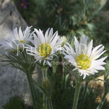 Прострел обыкновенный Papageno Alba (Pulsatilla vulgaris Papageno Alba)