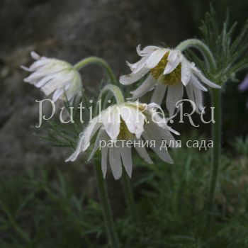 Прострел обыкновенный Papageno Alba (Pulsatilla vulgaris Papageno Alba)