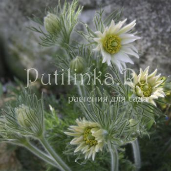 Прострел обыкновенный Papageno Alba (Pulsatilla vulgaris Papageno Alba)