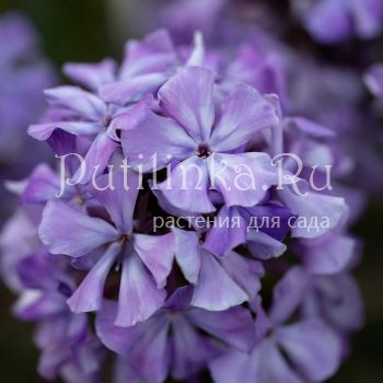 Флокс метельчатый Мистерия (В. Егорова)*