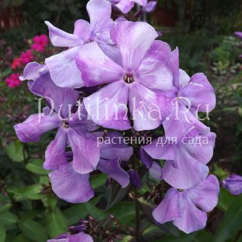 Флокс метельчатый Мистерия (В. Егорова)*