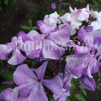 Флокс метельчатый Мистерия (В. Егорова)*