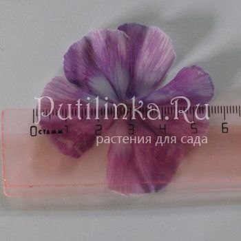 Флокс метельчатый Мистерия (В. Егорова)*