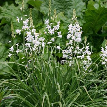 Венечник простой (Anthericum liliago)