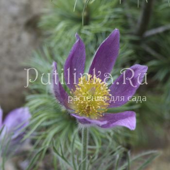 Прострел луговой (Pulsatilla pratensis)