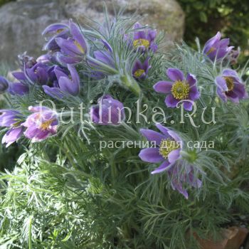 Прострел луговой (Pulsatilla pratensis)