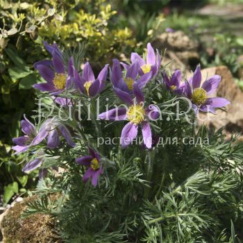 Прострел луговой (Pulsatilla pratensis)