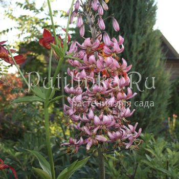 Лилия мартагон  (Lilium martagon)