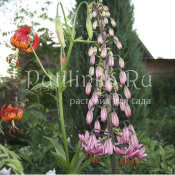 Лилия мартагон  (Lilium martagon)