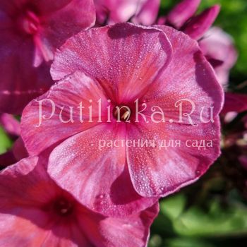 Флокс метельчатый Византия (Егорова В)*