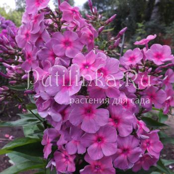 Флокс метельчатый Звездопад (Егорова В)*