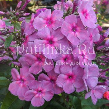 Флокс метельчатый Звездопад (Егорова В)*