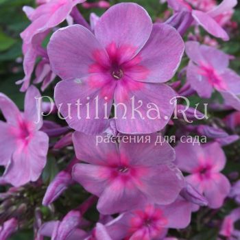 Флокс метельчатый Звездопад (Егорова В)*