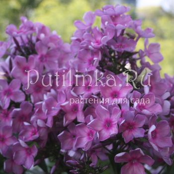 Флокс метельчатый Звездопад (Егорова В)*