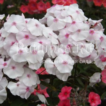 Флокс метельчатый Зимняя сказка (Егорова В)*