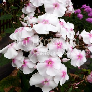 Флокс метельчатый Зимняя сказка (Егорова В)*