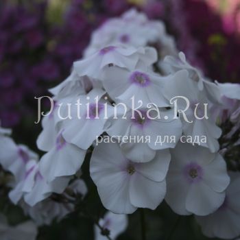 Флокс метельчатый Зимняя сказка (Егорова В)*