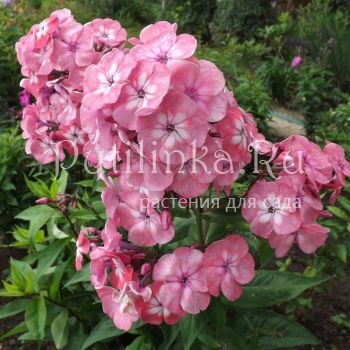 Флокс метельчатый Мариша (Егорова В)*