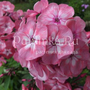 Флокс метельчатый Мариша (Егорова В)*