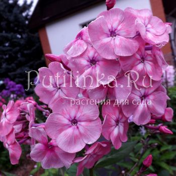 Флокс метельчатый Мариша (Егорова В)*