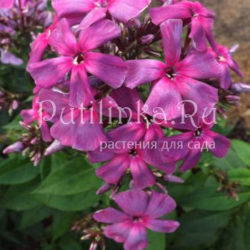 Флокс метельчатый Мистика (Егорова В)*