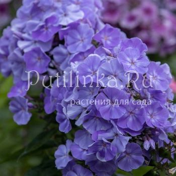 Флокс метельчатый Морская царевна (Егорова В)*