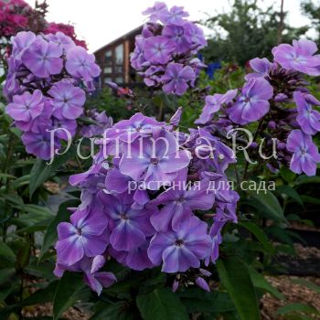 Флокс метельчатый Морская царевна (Егорова В)*