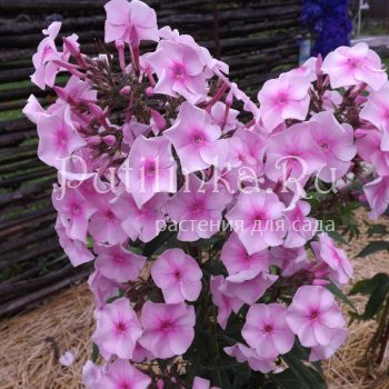 Флокс метельчатый Розовый мрамор (Егорова В)*
