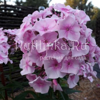 Флокс метельчатый Розовый мрамор (Егорова В)*