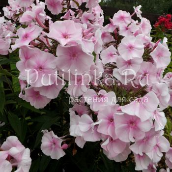 Флокс метельчатый Розовый мрамор (Егорова В)*