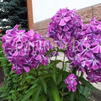 Флокс метельчатый Скоморох (Егорова В)*