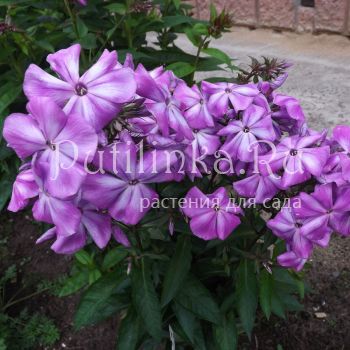 Флокс метельчатый Скоморох (Егорова В)*