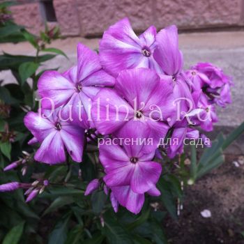 Флокс метельчатый Скоморох (Егорова В)*