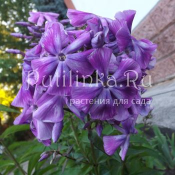 Флокс метельчатый Скоморох (Егорова В)*