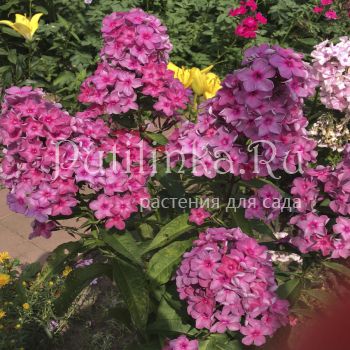 Флокс метельчатый Туманная магия (Егорова В)*