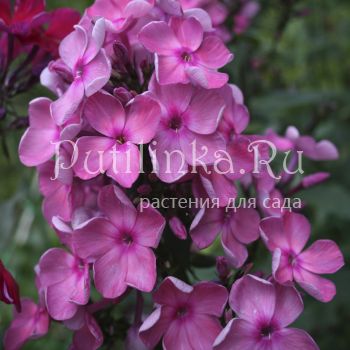 Флокс метельчатый Туманная магия (Егорова В)*