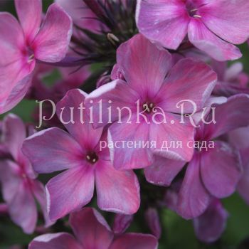 Флокс метельчатый Туманная магия (Егорова В)*