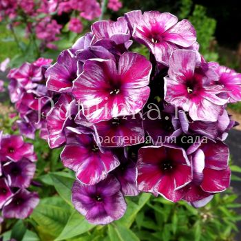 Флокс метельчатый Фараон (Егорова В)*