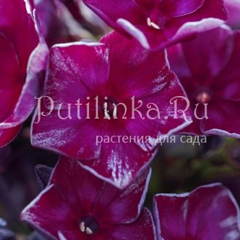 Флокс метельчатый Фараон (Егорова В)*