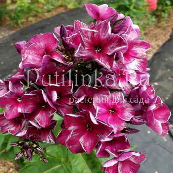 Флокс метельчатый Фараон (Егорова В)*