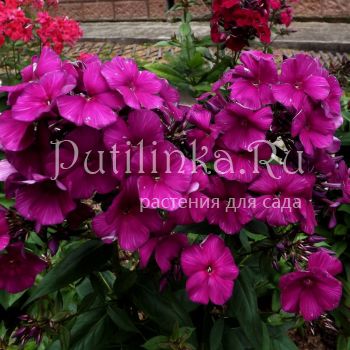 Флокс метельчатый Черный герцог (Егорова В)*