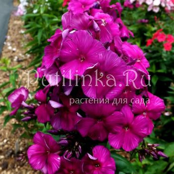 Флокс метельчатый Черный герцог (Егорова В)*