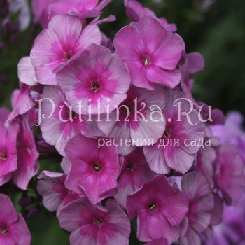 Флокс метельчатый Шатер султана (Егорова В)*