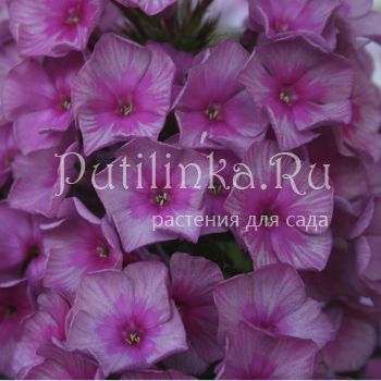 Флокс метельчатый Шатер султана (Егорова В)*