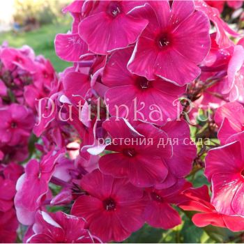 Флокс метельчатый Шахерезада (Егорова В)*