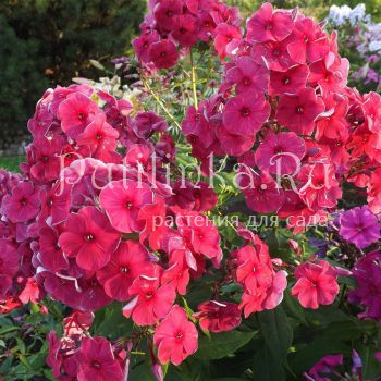 Флокс метельчатый Шахерезада (Егорова В)*