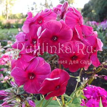 Флокс метельчатый Шахерезада (Егорова В)*