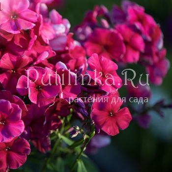 Флокс метельчатый Шахерезада (Егорова В)*