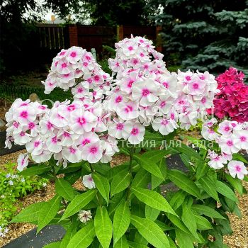 Флокс метельчатый Зимняя вишня (Егорова В.)