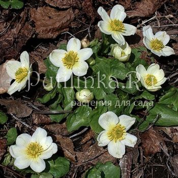 Калужница болотная  Himalayan Snow (Caltha palustris Himalayan Snow)*